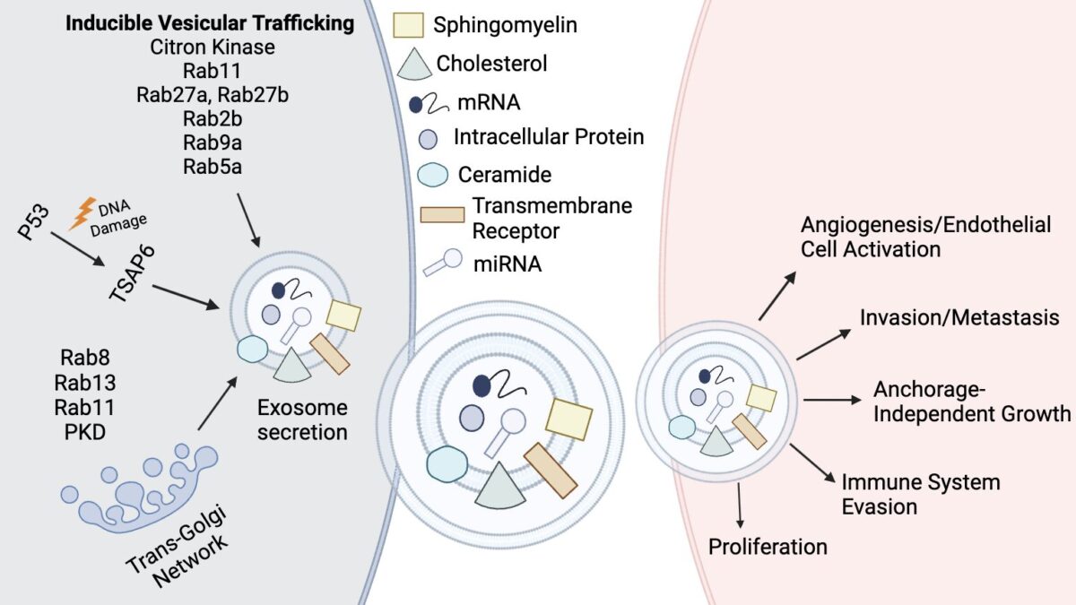 A diagram of a cell division Description automatically generated