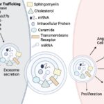 A diagram of a cell division Description automatically generated