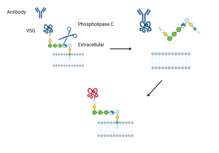 A diagram of a cell membrane AI-generated content may be incorrect.