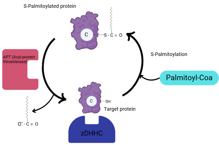 A diagram of a protein AI-generated content may be incorrect.